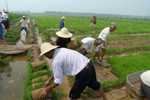 稻机插秧现场会在鱼台召开