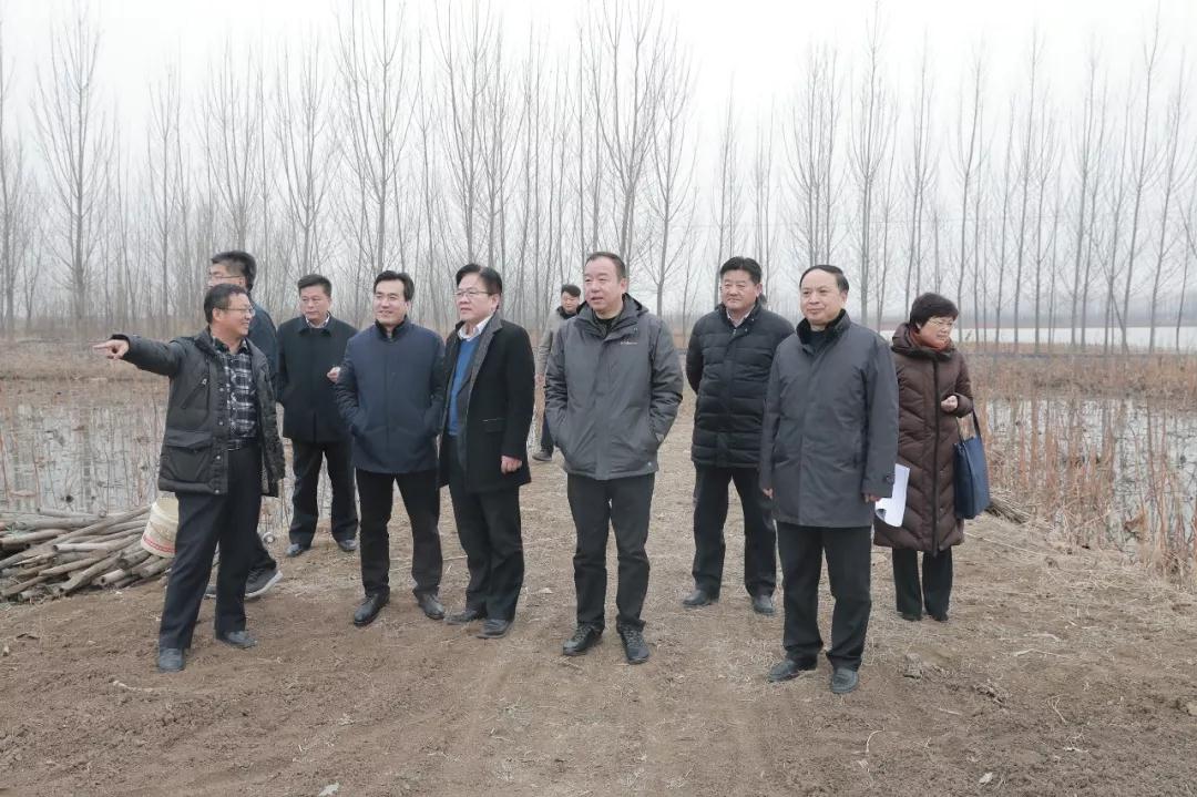 【太白湖新区】展鑫书记,曹广州主任带队调研九曲湖生态湿地建设
