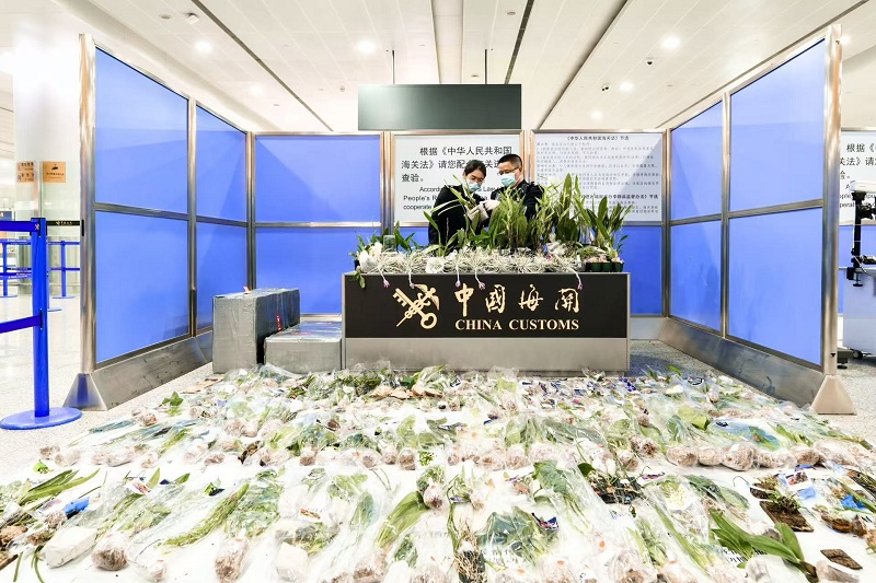 上海海关截获旅客违规携带植株355株入境 上海海关截获旅客违规携带植株355株入境