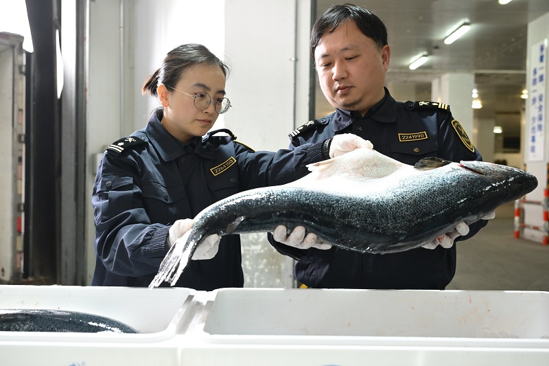 海关关员验放进口冰鲜水产品20250410-陈超+摄