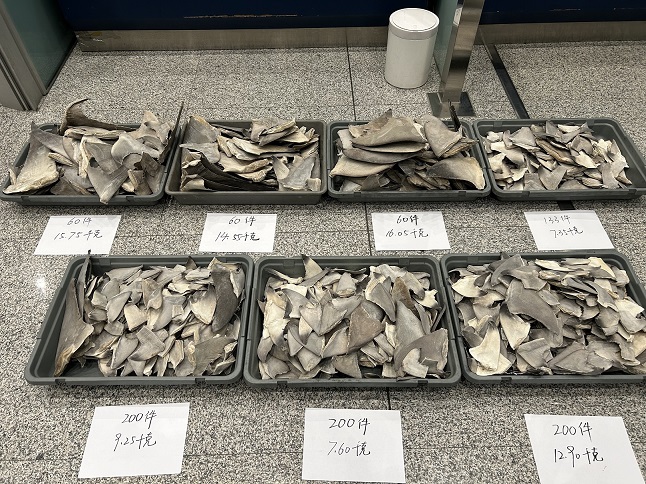 图为：首都机场海关查获鲨鱼翅、鳖裙边+梁益菲