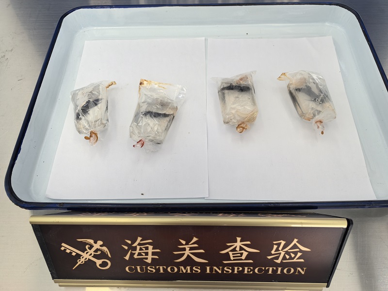 宁波邮局海关首次查获泰国斗鱼2+李欢摄